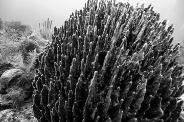 Details of coral reefs underwater, Belize