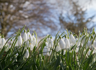 Snowdrop flowers spring