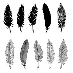 Set of isolated feathers. Vector.