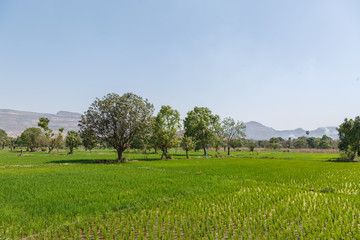 Fototapeta na wymiar rice grain field