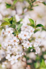 Blooming cherry tree branch. Soft selective focus.