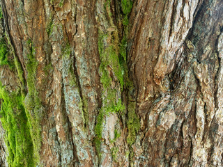 Tree bark background or texture pattern, abstract background and texture for design