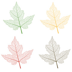 Colored maple leaves . Vector illustration