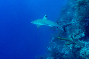 Fototapeta na wymiar Grey Reef Shark (Carcharhinus amblyrhynchos) underwater, Tarpon Cayes, Belize Barrier Reef, Lighthouse Reef, Belize