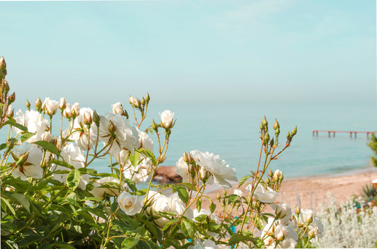 White roses on the foge of the blue sky and turquoise sea. Young buds, green stems and leaves on a bush of roses. Sunny summer day. Vacation background, copy space, selective focus image.