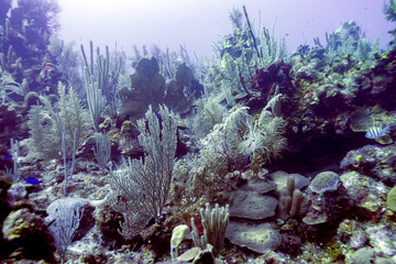 Coral reef underwater, Dive Site, East Wall, Belize