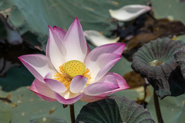 Beautiful pink Waterlily or Lotus Flower.Also  including name Indian Lotus,Sacred Lotus,Bean of...