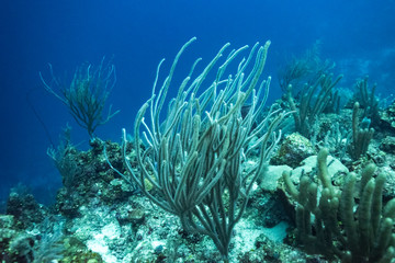 Naklejka na ściany i meble Coral reefs underwater, Belize