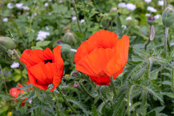 Fototapeta premium Mohnblume