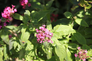 Madeira Botancial Garden