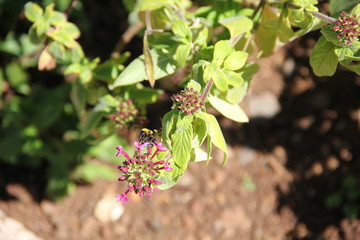Madeira Botancial Garden