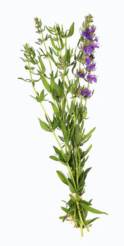 Hyssop Herb Plant, Isolated