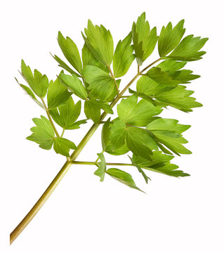Lovage herb plant, isolated