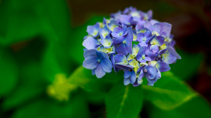 Blue Hydrangea in garden