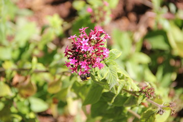Madeira Botancial Garden