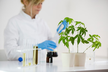 Scientist checking a pharmaceutical cbd oil in a laboratory with glass dropper and tubes