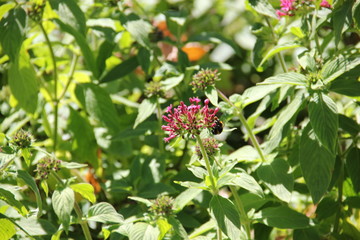 Madeira Botancial Garden