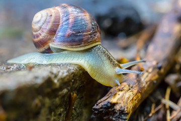 closeup grape snail crawl on the stone