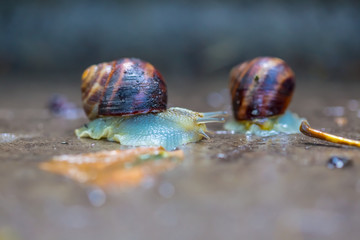 closeup pair of grape snail on the wet ground