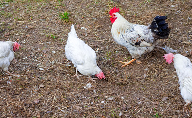 white adult hens and a beautiful rooster walking in the yard