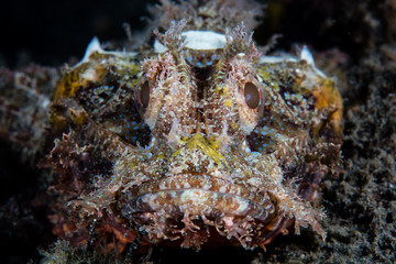 A well-camouflaged scorpionfish waits to ambush prey on a black sand seafloor in Komodo National...