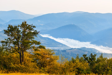 forest on the mount slope, early morning misty mountain landscape