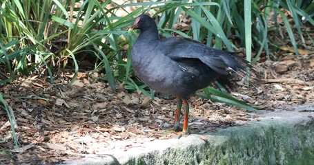 Dusky Moorhen, Gallinula tenebrosa, close view 4K