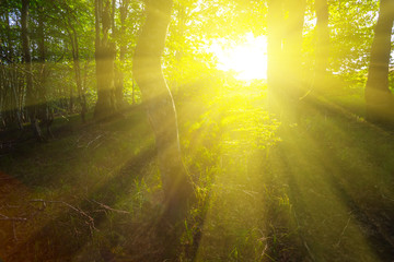 dark crowd forest in a rays of sparkle sun, good natural outdoor background
