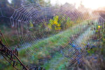 closeup spider web on the bush branches at the early morning, natural background - Powered by Adobe