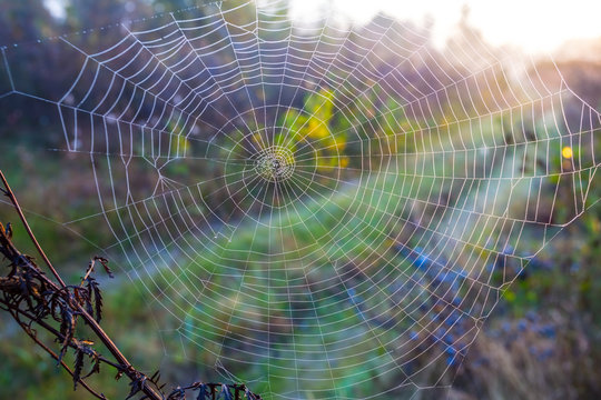 closeup spider web on the bush branches at the early morning, natural background