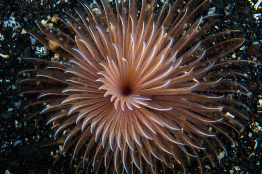 A beautiful feather duster worm grows on a coral reef in Komodo National Park, Indonesia. This tropical area is known for its high marine biodiversity.