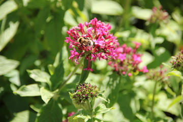 Madeira Botancial Garden