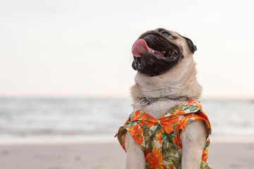 Happy dog pug breed wearing Aloha shirts sitting on beach feeling so happiness and fun vacations on...