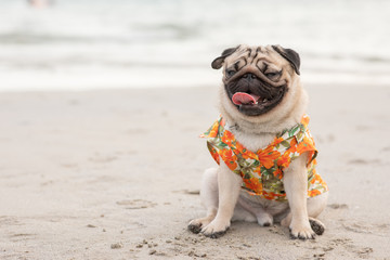 Happy dog pug breed wearing Aloha shirts sitting on beach feeling so happiness and fun vacations on...
