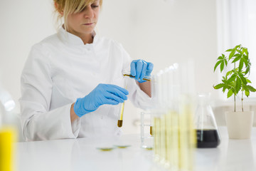 Scientist working with pharmaceutical cbd oil in a laboratory with a glass equipment