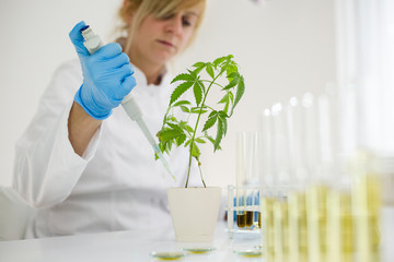 Watering cannabis plants in the laboratory with precise dropper