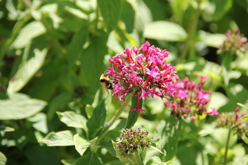 Madeira Botancial Garden