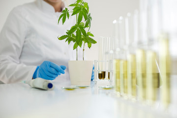 Watering cannabis plants in the laboratory with precise dropper