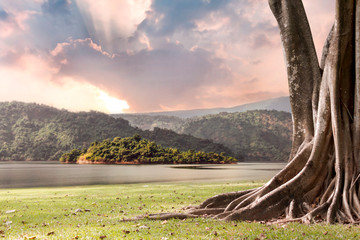 Tree landscape with trunk and roots spreading out beautiful on grass green with mountains and river nature background with clouds sun shines through rays of light in the illuminated picturesque sky.