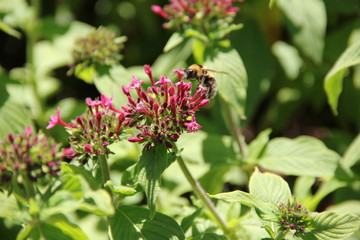 Madeira Botancial Garden