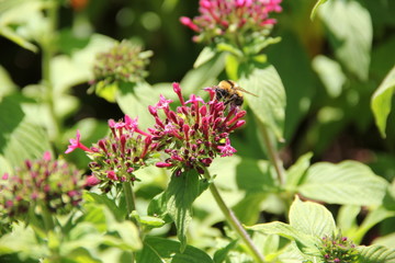 Madeira Botancial Garden