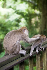 Balinese long tailed monkey