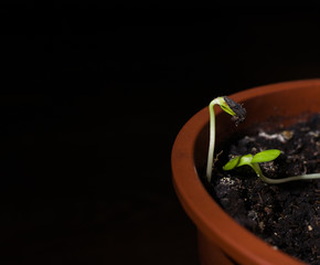sunflower sprouts from sunflower seeds