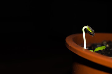 sunflower sprouts from sunflower seeds