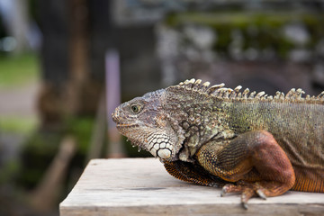 Iguana