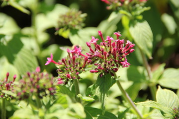Madeira Botancial Garden