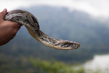 Python snake