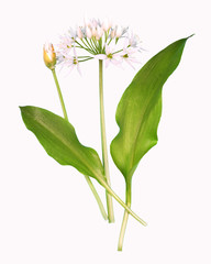 Wild garlic plant, isolated