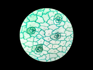 stomata under microscope at 200x magnification.