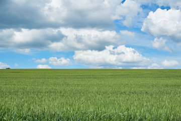 Bright sunny summer day large clouds over green field of young wheat